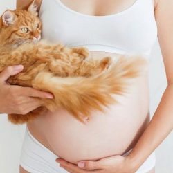 Toxoplazmózis – Maradhat a cica?