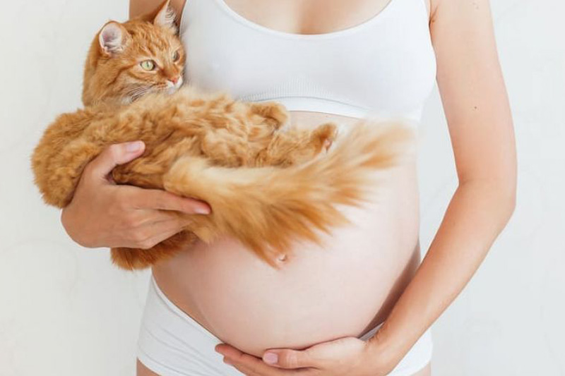 Toxoplazmózis és macskák okai, kezelése és megelőzése - MobileVet Blog